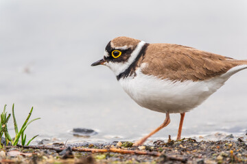 Little ringed plover (Charadrius dubius), bird standing on the lake shore