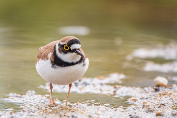 Little ringed plover (Charadrius dubius), bird standing on the lake shore