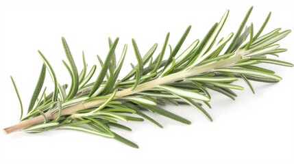 Fototapeta premium Isolated white background image of fresh branches of tarragon plant, a herb, a popular spice used in cooking, aromatic and healthy.