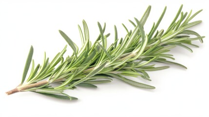 Fototapeta premium Isolated white background image of fresh branches of tarragon plant, a herb, a popular spice used in cooking, aromatic and healthy.