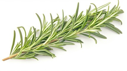 Fototapeta premium Isolated white background image of fresh branches of tarragon plant, a herb, a popular spice used in cooking, aromatic and healthy.