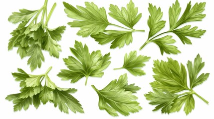 Fototapeta premium Isolated white background image of fresh coriander plant, a herb, a popular spice used in cooking, aromatic and healthy.