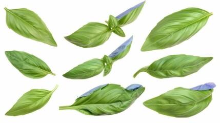 Naklejka premium Isolated white background image of fresh Basil, a herb, a popular spice used in cooking, aromatic and healthy.
