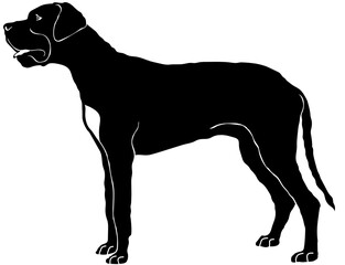 Great Dane
