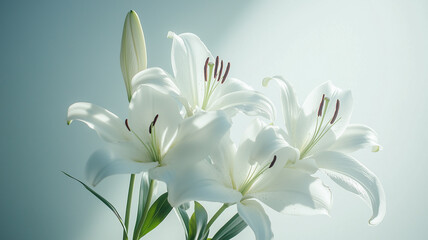 Fototapeta premium white lily closeup