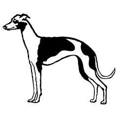 Italian Greyhound