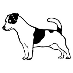 Fototapeta premium Jack Russell Terrier