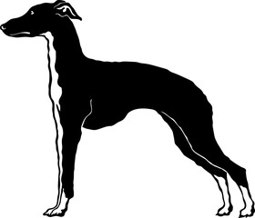 Italian Greyhound