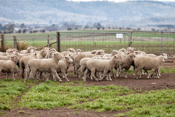 Obraz premium Sheep in Paddock