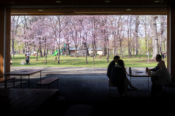 満開の桜を見る人