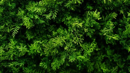 recycle, symbol, recycling, environment, sign, ecology, green, eco, icon, nature, arrow, environmental, concept, bow,  earth, illustration, waste, reuse, conservation, design, decoration, christmas, p