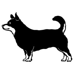 Lancashire Heeler