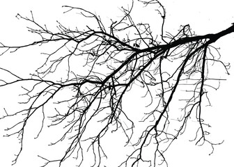 Fototapeta premium Silhouettes of branche of tree isolated on white. Vector illustration 