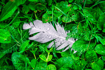 Feder mit Regentropfen im Gras