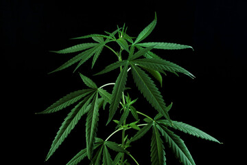 Cannabis marijuana plant medicine pharmaceutical weed medicine and herb product
