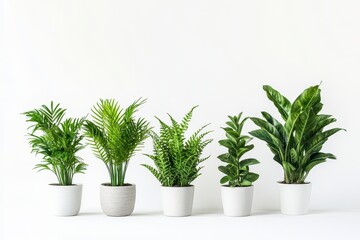 Obraz premium A collection of five potted indoor plants arranged on a white background.