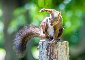 切り株ステージで踊るエゾリス
