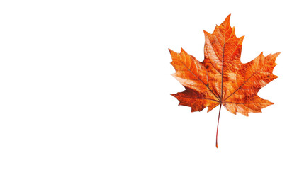 Maple leaf autumn isolated on white background
