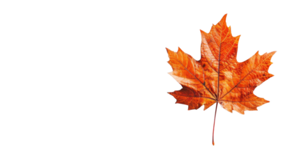 Maple leaf autumn isolated on white background
