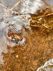 Bubble bee in water 