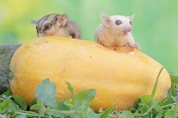 A pair of adult sugar gliders are eating ripe papaya that has fallen to the ground. This mammal has...
