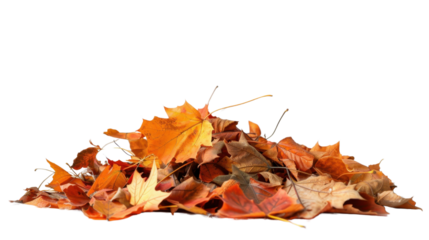 Maple autumn leaf pile isolated on white background