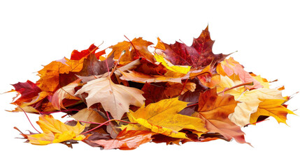Maple autumn leaf pile isolated on white background