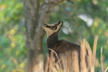 A cute baby chamois stands in the tall grass. Rupicapra rupicapra