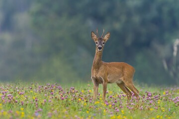 A beautiful roebuck stands on the flowering meadow. Capreolus capreolusl. A roe deer in the nature habitat. 