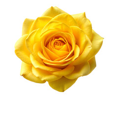 Beautiful yellow blooming rose isolated on transparent background