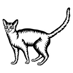 Abyssinian Cat