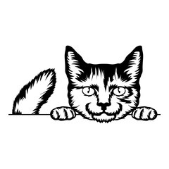 American Wirehair Cat