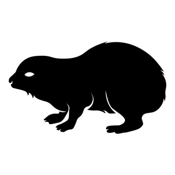 Baby Rock Hyrax
