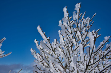 冬, 雪, 木, 自然, 寒い, 霜, ブランチ, こおり, フリーズ, 青, 空, 植える, 白, 季節, とても寒い, とぶ, フリーズ, 森, 小枝, 花, 霜, クリスマス, ブランチ, 雪に覆われた, 太陽光