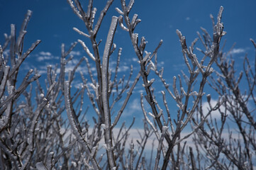 冬, 雪, 木, 自然, 寒い, 霜, ブランチ, こおり, フリーズ, 青, 空, 植える, 白, 季節, とても寒い, とぶ, フリーズ, 森, 小枝, 花, 霜, クリスマス, ブランチ, 雪に覆われた, 太陽光