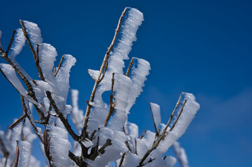 冬, 雪, 木, 自然, 寒い, 霜, ブランチ, こおり, フリーズ, 青, 空, 植える, 白, 季節, とても寒い, とぶ, フリーズ, 森, 小枝, 花, 霜, クリスマス, ブランチ, 雪に覆われた, 太陽光