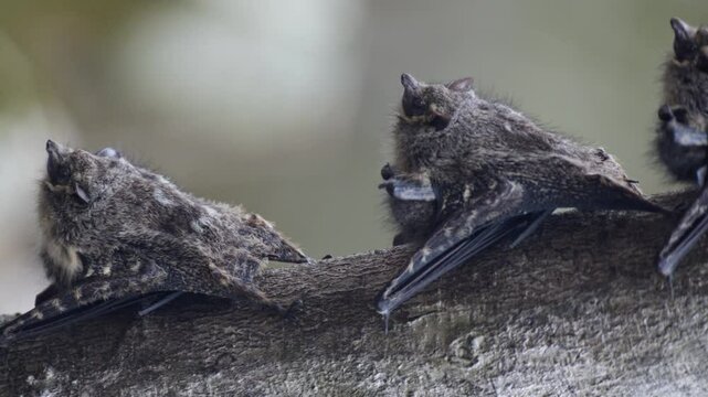 Group of small bats hanging upside down on branch on a lagoon in amazon rainforest. Close up.