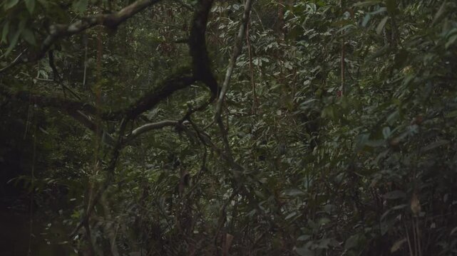 Beautiful dolly shot of vegetation in amazon rainforest