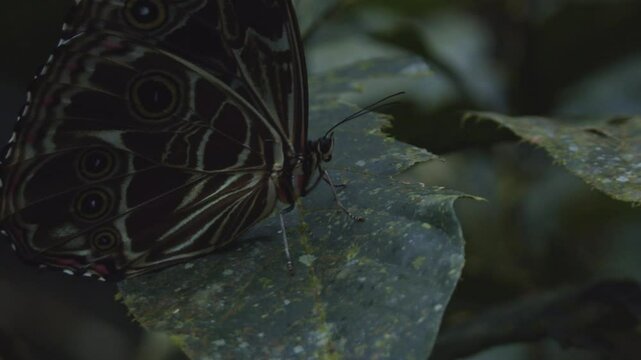 Big and colorful butterfly sitting on leaf in amazon rainforest jungle in south america