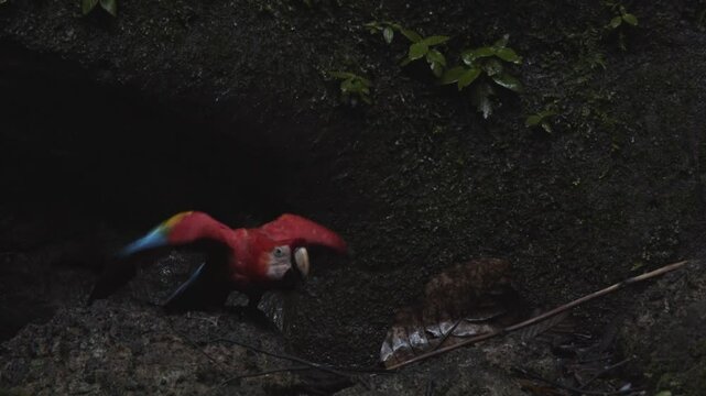 Very colorful and big scarlet macaw parrot takes flight from ground to branches to join others of the flock