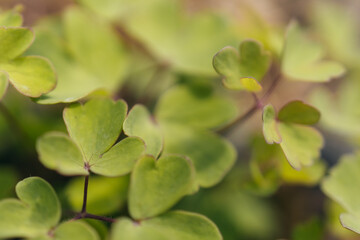 Closeup of clovers found in a garden during spring