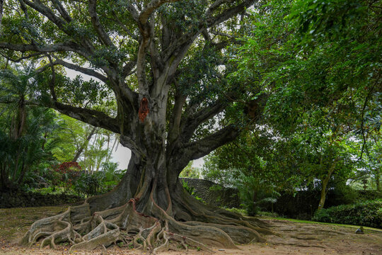 M&auml;chtiger alter Baum im Park
