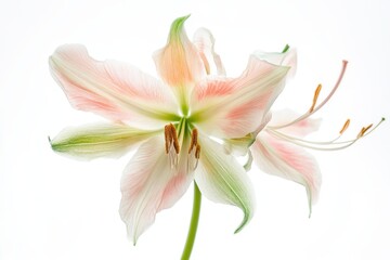 Obraz premium A delicate flower with soft pink and white petals, showcasing natural beauty.