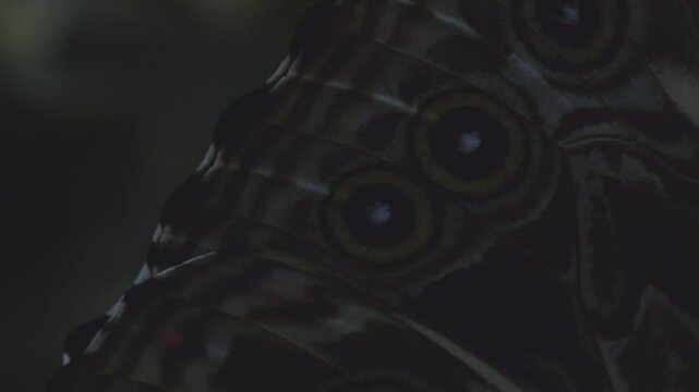 Close up of big and colorful butterfly who sits on a leave in jungle rainforest