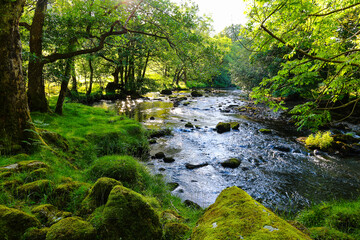 lakeland stream