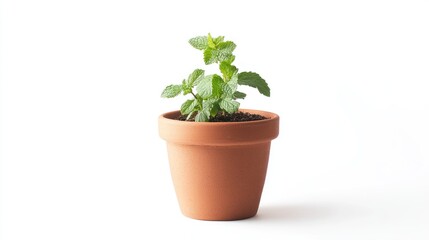 Fototapeta premium A healthy green mint plant growing in a classic terracotta pot against a white background, illustrating home gardening and fresh herb cultivation.
