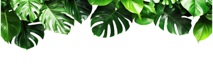 Lush fern and tropical leaves border isolated on transparent background, suitable for botanical designs, digital art, and eco-friendly themes
