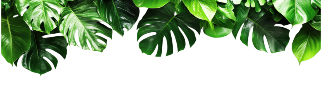 Lush fern and tropical leaves border isolated on transparent background, suitable for botanical designs, digital art, and eco-friendly themes