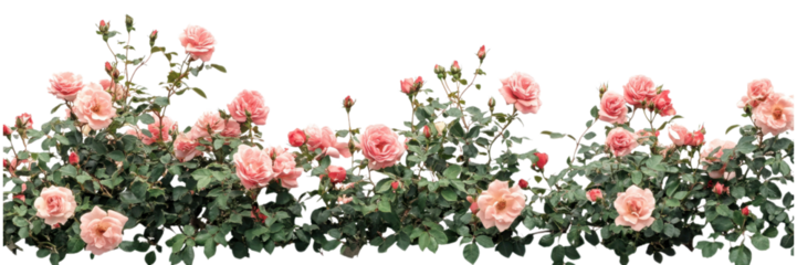 Pink and green floral border with lush roses isolated on transparent background, ideal for wedding decorations, digital artwork, and creative designs