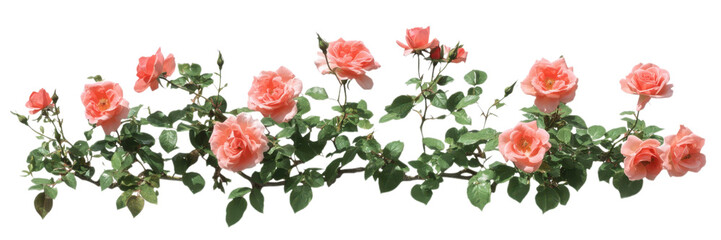 Cluster of pink and white roses isolated on transparent background, ideal for romantic digital designs and floral decorations © R Studio